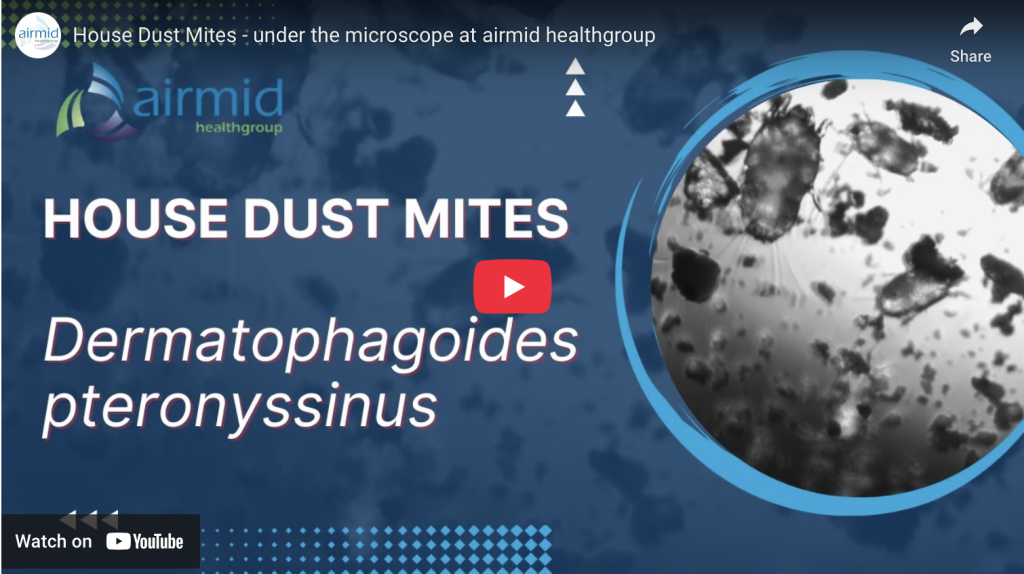 Dust mite under a microscope – Airmid Healthgroup specializes in dust mite allergen testing, including ELISA analysis for indoor air quality research.