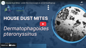 Dust mite under a microscope – Airmid Healthgroup specializes in dust mite allergen testing, including ELISA analysis for indoor air quality research.