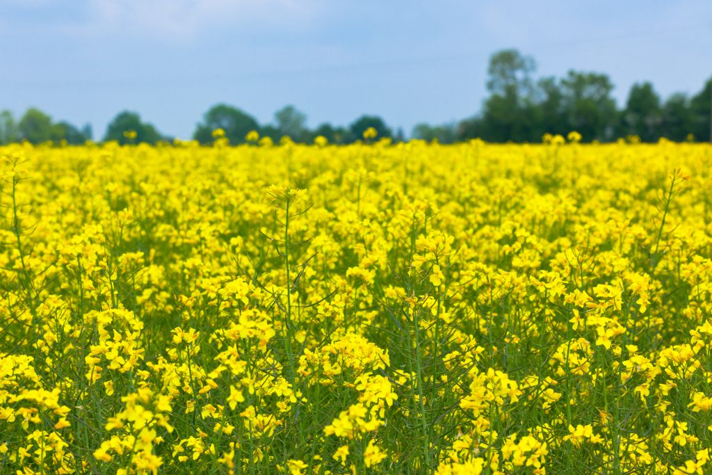 Hay Fever rapeseed field