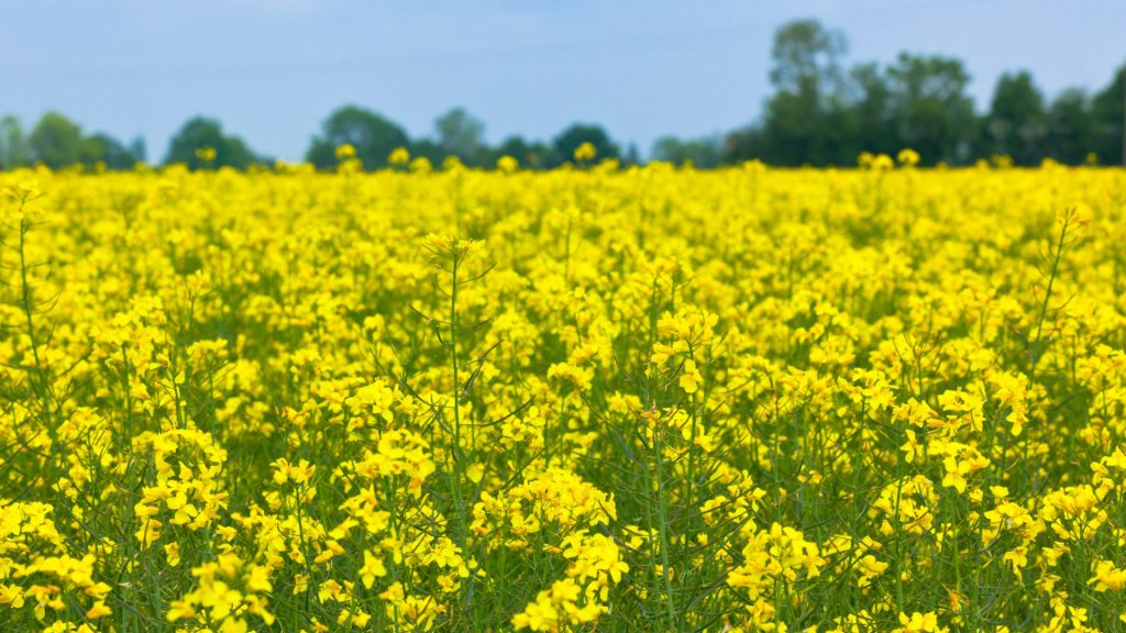 Rapeseed field Hay Fever