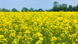 Rapeseed field Hay Fever