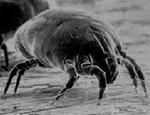 Heat escape, allergen barrier house dust mite allergen studiesDust mite barrier testing