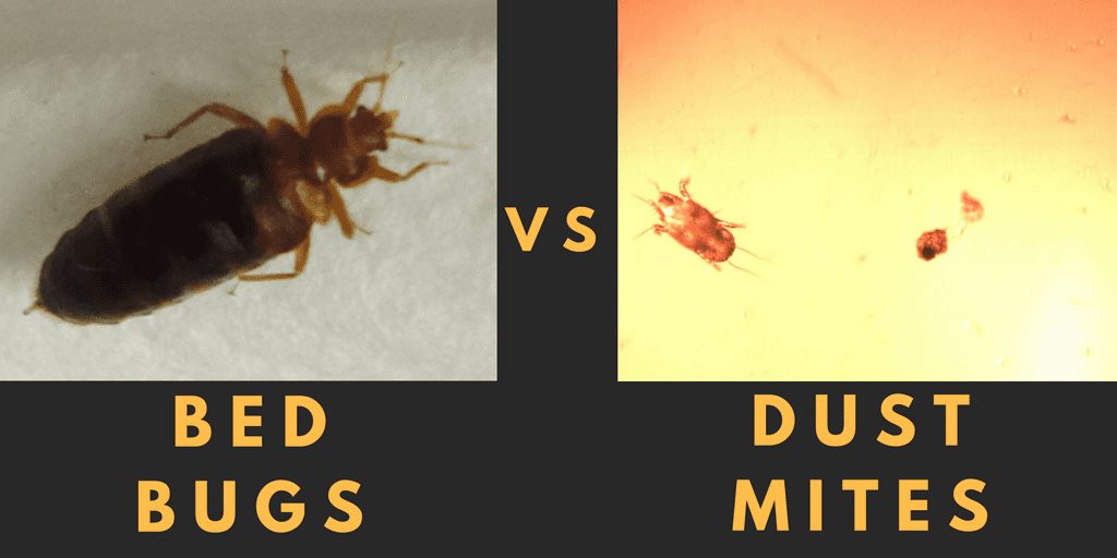 Bed Bugs, House Dust Mites – What’s the Difference?
