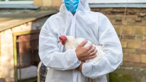 Influenza avian flu