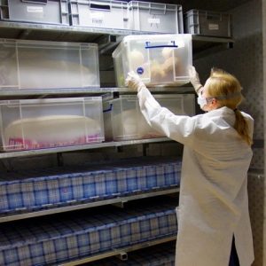 Scientist placing bedding materials into allergen exposure chamber as part of allergen testing protocols.