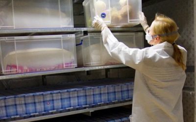 Scientist placing bedding materials into allergen exposure chamber as part of allergen testing protocols.