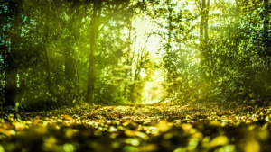 Sunlight filtering through a forest, symbolizing the natural purifying power of outdoor air and the Open-Air Factor.